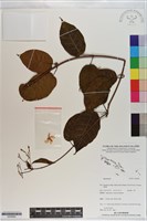 登錄號:S200942藏品圖，第1張