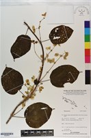 登錄號:S200943藏品圖，第1張