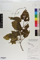 登錄號:S200946藏品圖，第1張