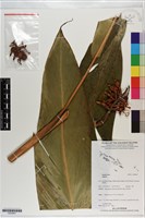 登錄號:S200947藏品圖，第1張