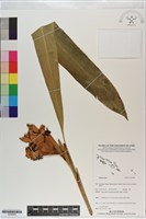 登錄號:S200948藏品圖，第1張