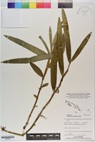 登錄號:S200950藏品圖，第1張