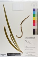 登錄號:S200952藏品圖，第1張