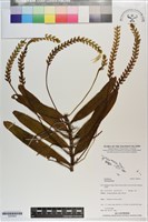 登錄號:S200954藏品圖，第1張