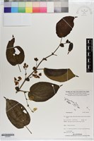 登錄號:S200955藏品圖，第1張