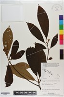 登錄號:S200956藏品圖，第1張