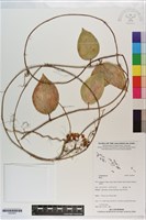 登錄號:S200957藏品圖，第1張