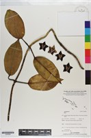 登錄號:S200958藏品圖，第1張