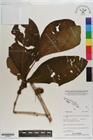 登錄號:S200959藏品圖，第1張