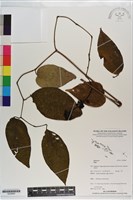 登錄號:S200960藏品圖，第1張