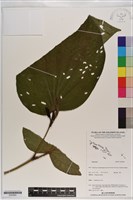 登錄號:S200962藏品圖，第1張