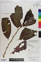 登錄號:S200963藏品圖，第1張