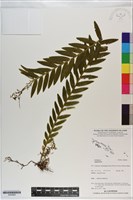 登錄號:S200965藏品圖，第1張