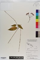 登錄號:S200966藏品圖，第1張