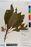 登錄號:S200967藏品圖，第1張