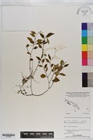 登錄號:S200968藏品圖，第1張