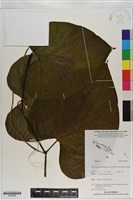 登錄號:S200969藏品圖，第1張