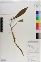 登錄號:S200970藏品圖，第1張