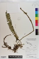 登錄號:S200971藏品圖，第1張