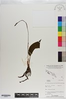 登錄號:S200972藏品圖，第1張