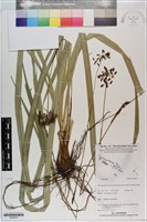 登錄號:S200975藏品圖，第1張