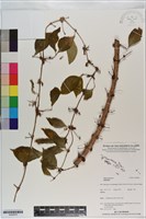 登錄號:S200976藏品圖，第1張