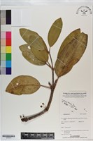 登錄號:S200978藏品圖，第1張