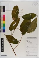 登錄號:S200979藏品圖，第1張