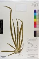 登錄號:S200980藏品圖，第1張