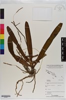 登錄號:S200981藏品圖，第1張