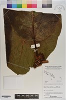 登錄號:S200982藏品圖，第1張