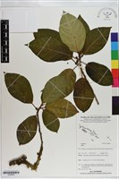 登錄號:S200983藏品圖，第1張