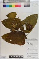 登錄號:S200984藏品圖，第1張