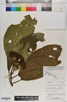 登錄號:S200985藏品圖，第1張