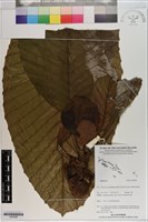 登錄號:S200986藏品圖，第1張