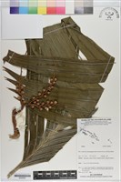 登錄號:S200987藏品圖，第1張