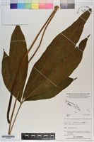 登錄號:S200988藏品圖，第1張