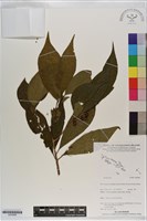 登錄號:S200989藏品圖，第1張