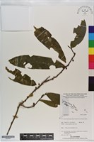 登錄號:S200991藏品圖，第1張