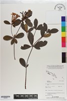 登錄號:S200992藏品圖，第1張