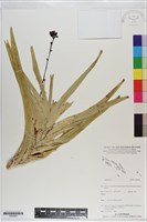 登錄號:S200993藏品圖，第1張