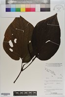 登錄號:S200994藏品圖，第1張