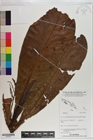 登錄號:S200995藏品圖，第1張