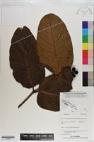 登錄號:S200996藏品圖，第1張