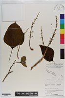 登錄號:S200997藏品圖，第1張