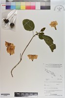 登錄號:S200998藏品圖，第1張