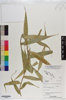 登錄號:S200999藏品圖，第1張