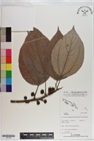 登錄號:S201000藏品圖，第1張