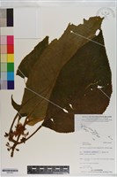 登錄號:S201001藏品圖，第1張