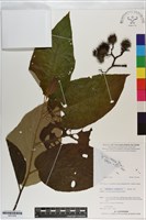 登錄號:S201002藏品圖，第1張